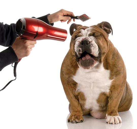 Photo shows a man using a blower and brush to groom a dog.