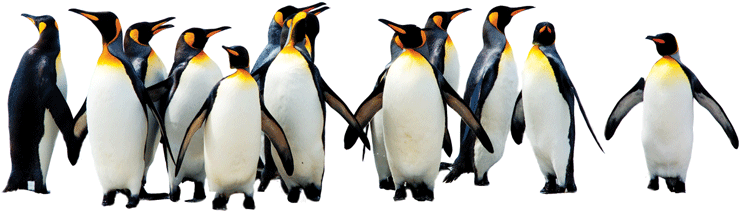 Photo shows a group of emperor penguins.