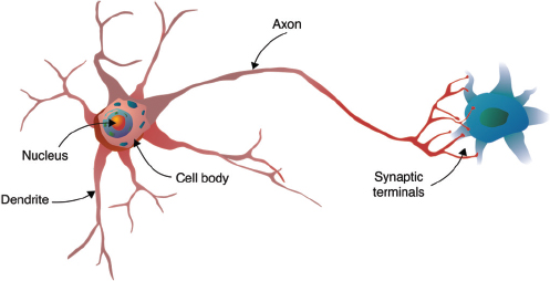 A biological neuron is shown in a figure.