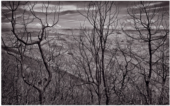 Figure 5.2 View from peak of Wayah Bald, 16ʺ × 23ʺ single transfer to fixed out silver gelatin fiber-based paper, © Sandy King 2017