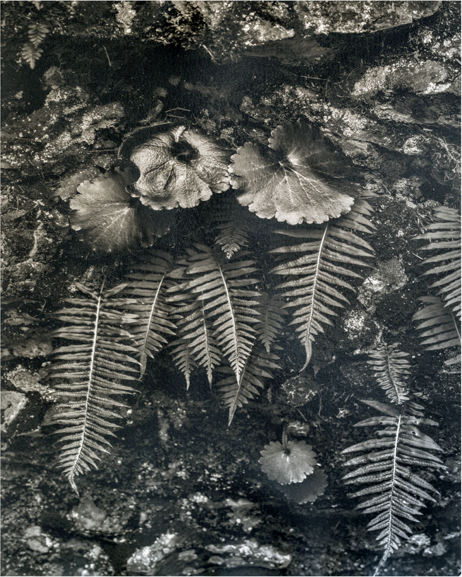 Figure 6.1 Waukella Ferns, 11ʺ × 14ʺ on Lana Aquarelle, © Donald Nelson 2017