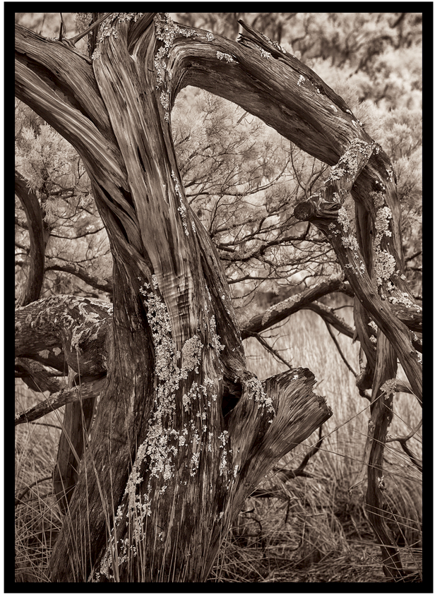 Figure 11.1 Cedar Tree in Marsh, 10ʺ × 13ʺ ferric carbon transparency on clear lith film, © Sandy King 2018