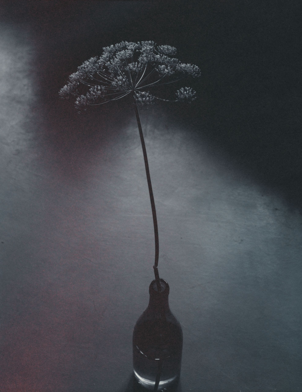 Figure 11.1 Dill Flower, Irkutsk, Siberia. 10″ x 8″ chrysotype on 100% cellulose Crane, from original 10″ x 8″ negative. © Pradip Malde, 1998.