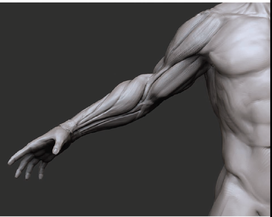 zbrush digital sculpting human anatomy