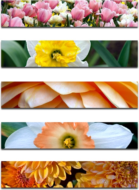 Slice thumbnails from five floral photos