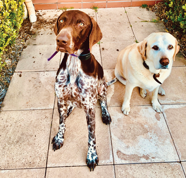 Photograph of two dogs.