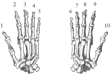 Two skeleton human hands are shown. The right hand is shown on the left and is numbered from 1 to 5, from the thumb to the index finger. The left hand is shown on the right and is numbered from 6 to 10, from the index finger to the thumb.