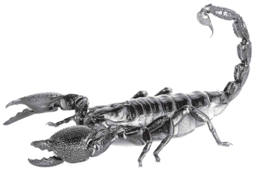 A photograph of a scorpion.