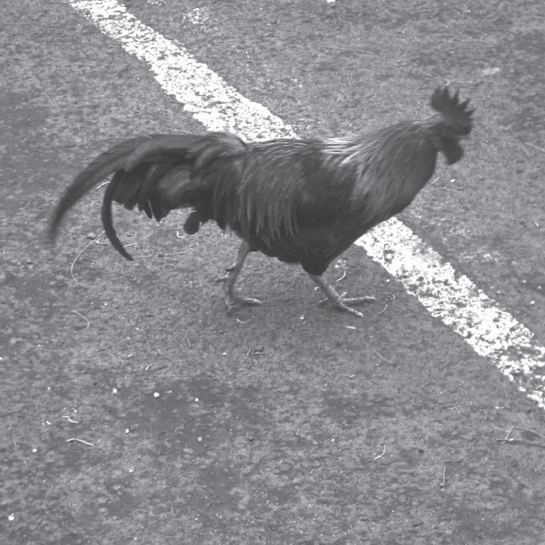 Photograph of a hen.