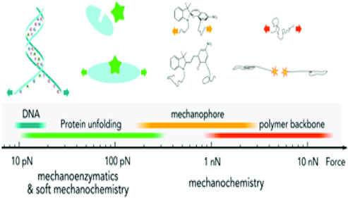 A horizontal scale for force ranges from 10 p N on the left to 10 n N on the right. The items listed from left to right are D N A, mechanoenzymatics and soft mechanochemistry, protein unfolding, mechanophore, mechanochemistry, and polymer backbone.