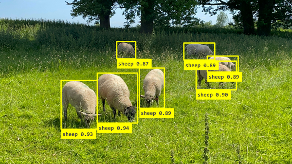 A field of sheep, each identified by an object detection model and labelled with a bounding box and probability.