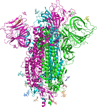 Example cartoon rendering of the SARS-CoV-2 Omicron Spike structure (PDB: 7T9J