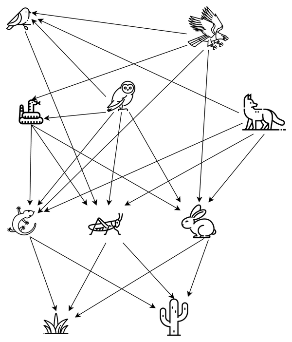 A sample of desert ecosystem food web