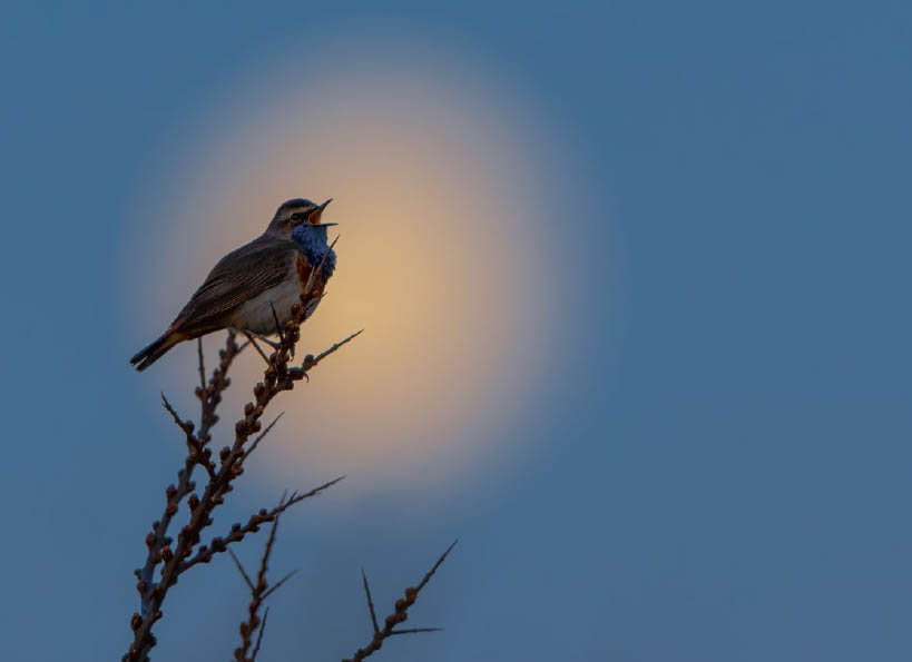 16 Blaukehlchen - Kompendium Der Vogelfotografie [Book]