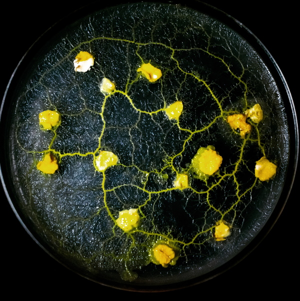 A photograph of a slime mold in a petri dish.