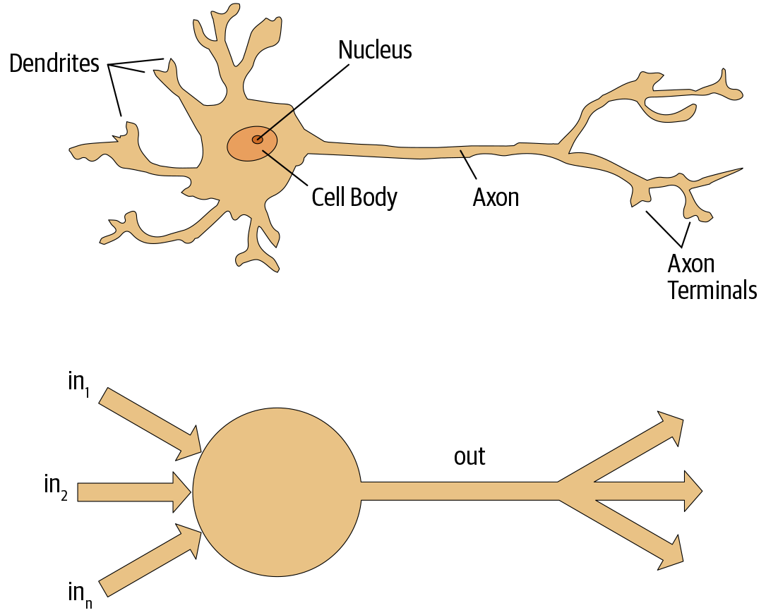 Natural and artificial neurons