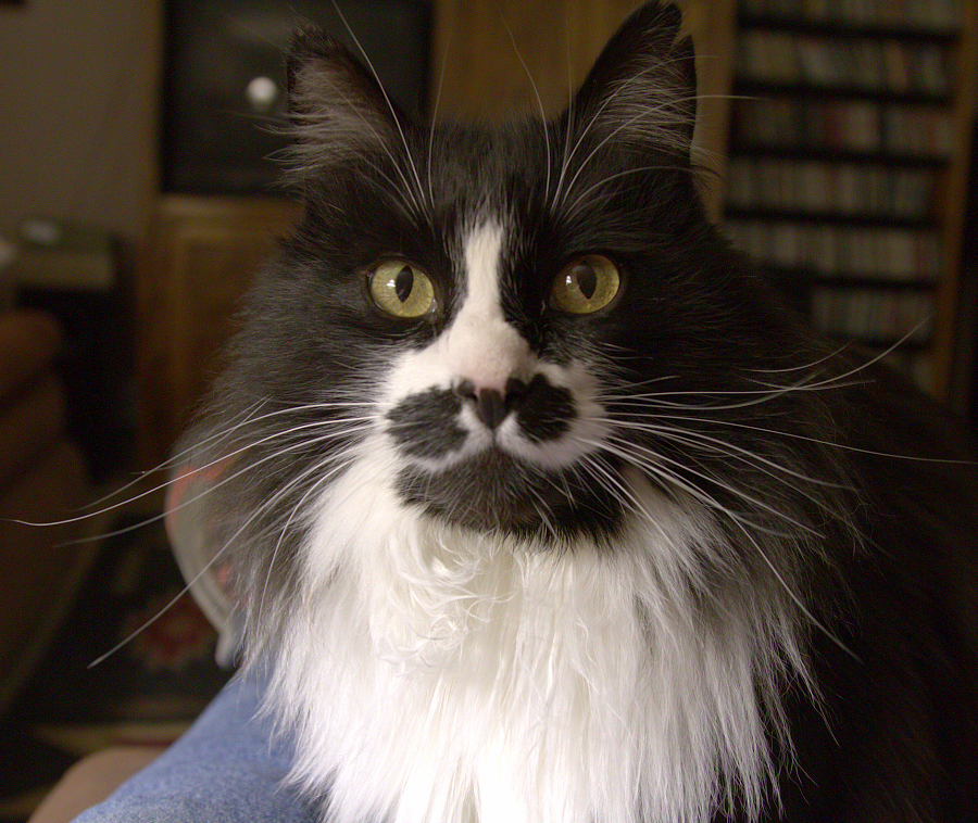 Stash cat, our glamour boy.