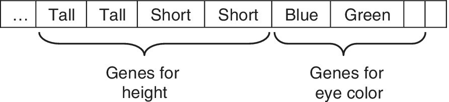 An example of 2 chromosomes depicted by a row of 9 adjacent boxes with 7 boxes labeled …, Tall, Tall, Short, Short, Blue, Green and the other 2 boxes empty. Brackets below depict the genes for height and for eye color.