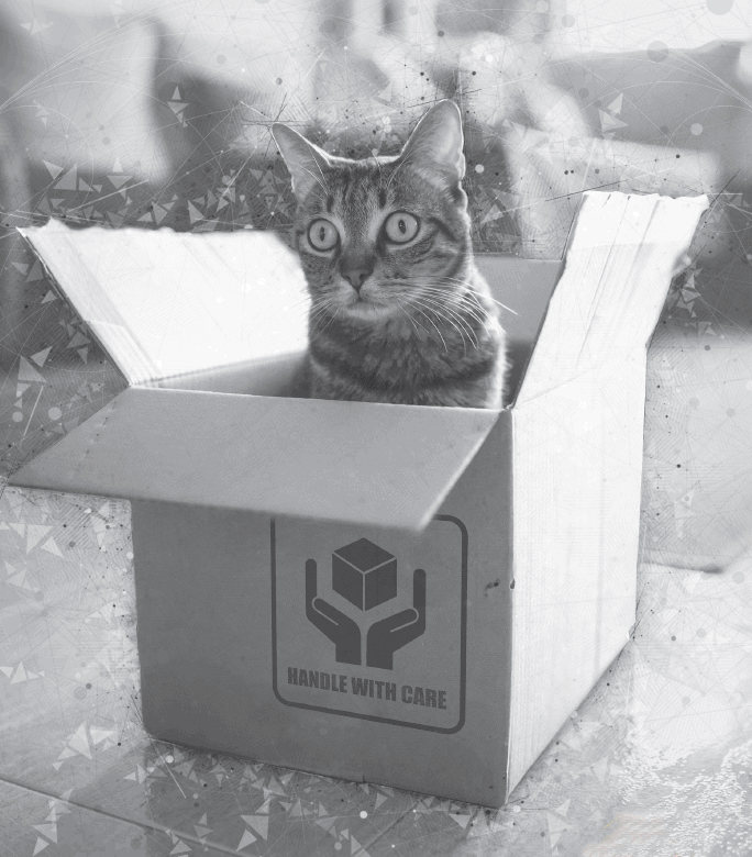 Photograph depicts a cat sitting in a packaging box.