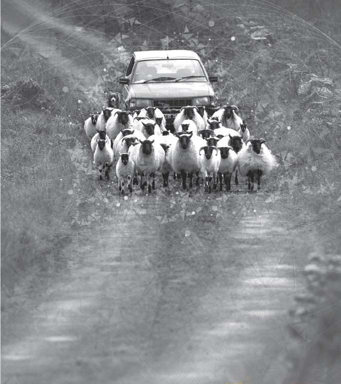 Photograph depicts a group of sheep walking before a car.