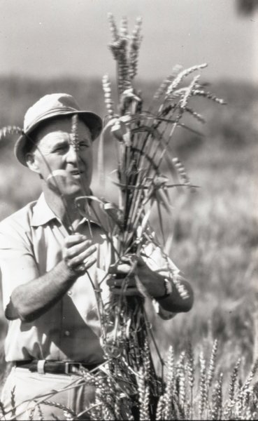 Picture of the agronomist, Norman Borlaug, who is holding wheat plants. 