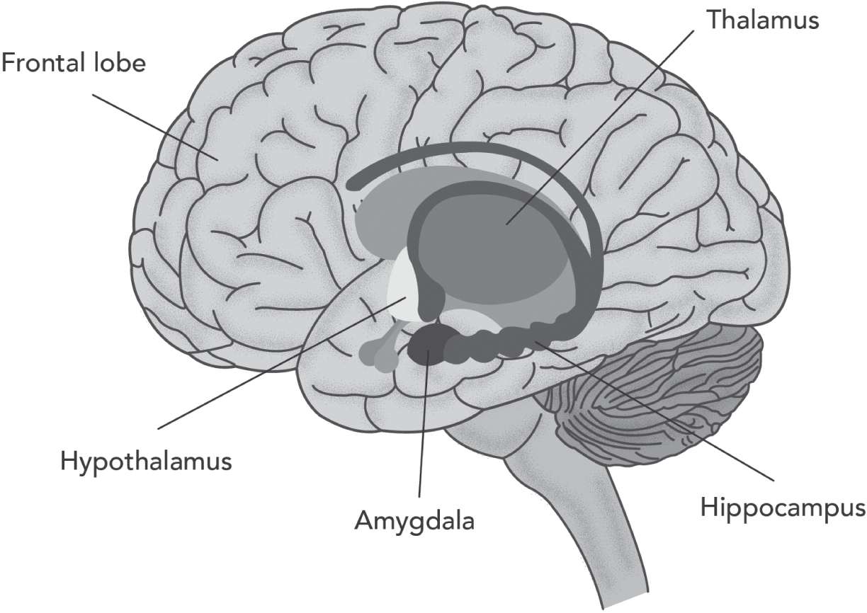 Image of the human brain depicting the emotional circuitry involving the frontal lobe, thalamus, hypothalamus, amygdala, and hippocampus.