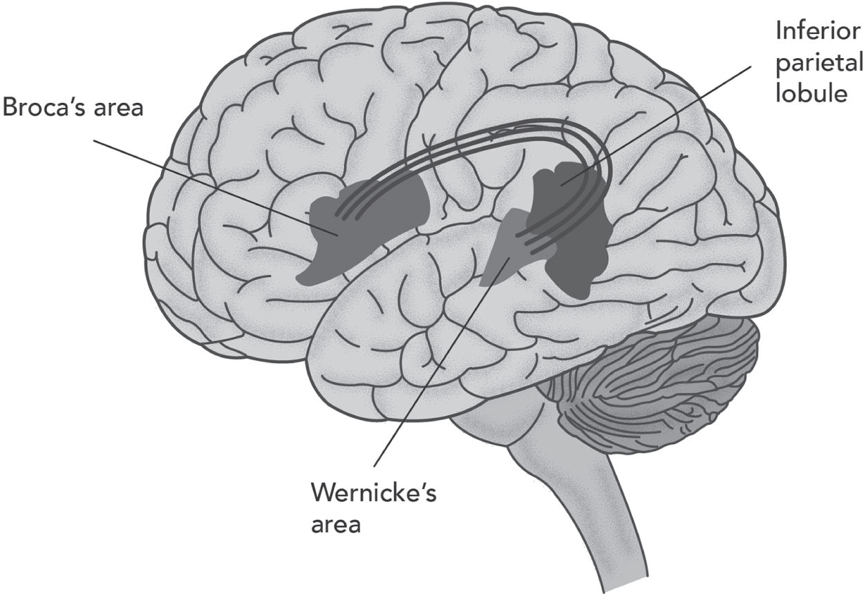 Image of the human brain depicting our language pathways involving the Broca's area, Wernicke's area, and inferior parietal lobule.