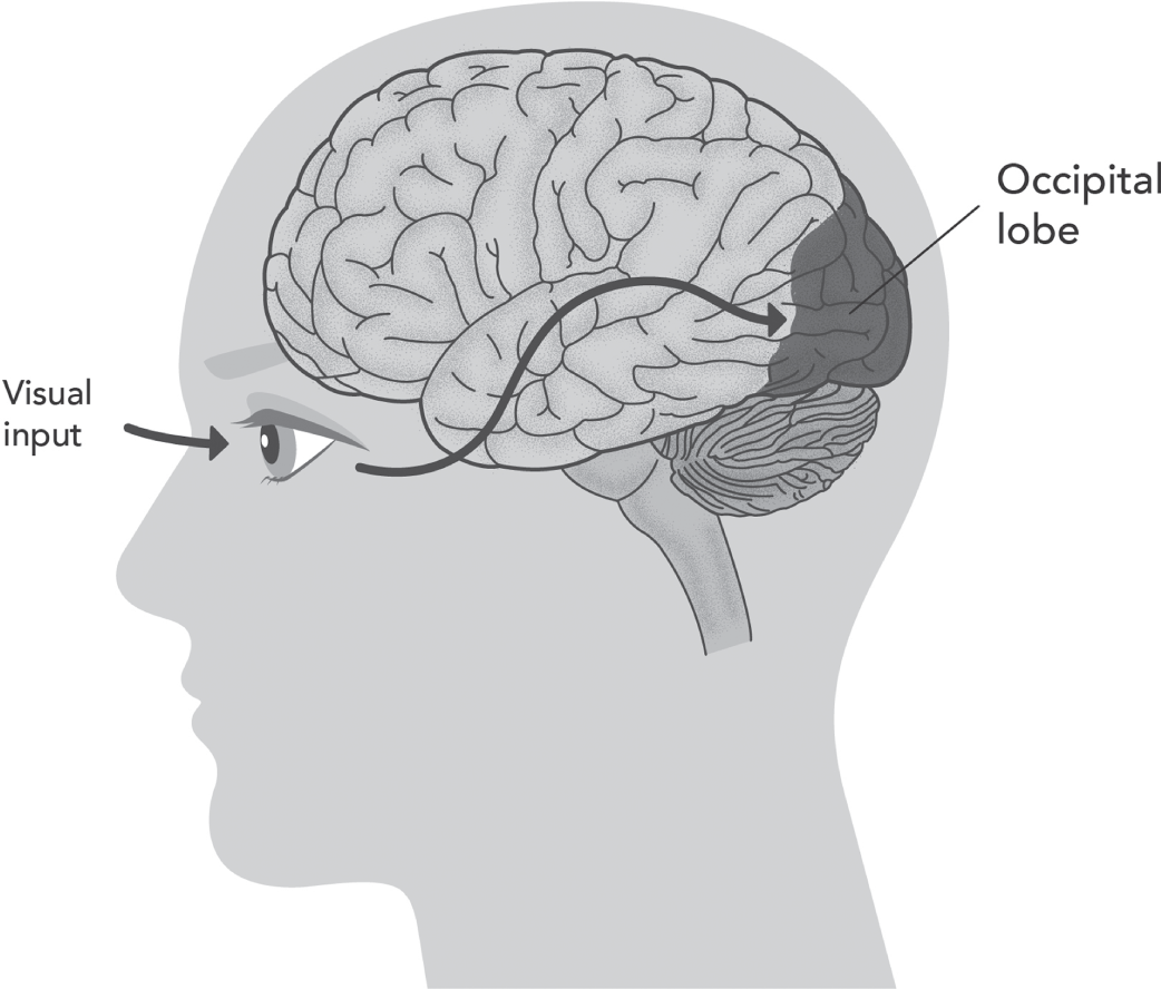 Image depicting how the human brain takes in visual information depending on two organs: (1) eyes to receive visual stimuli and (2) brain to make sense of these stimuli.