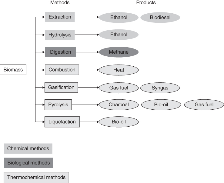 Flow chart depicts the processes for the transformation of biomass into biofuels.