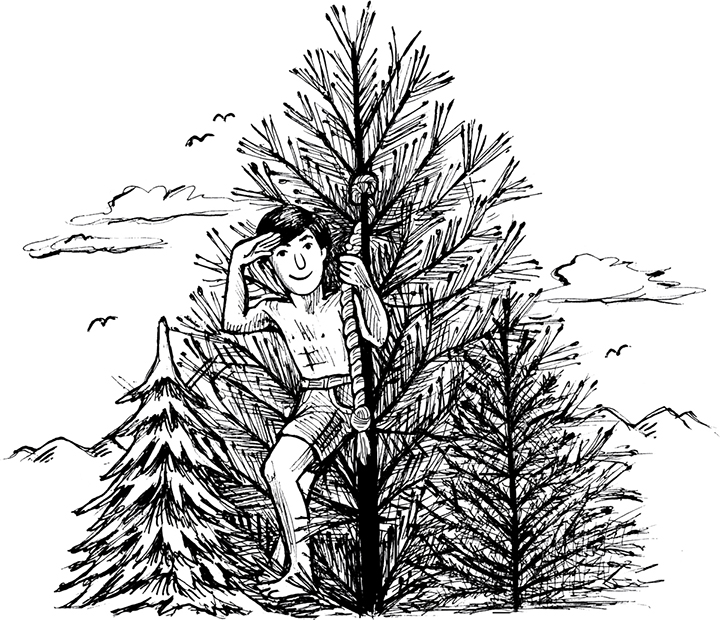 The image shows multiple pine trees with an undressed kid hiding inside it.