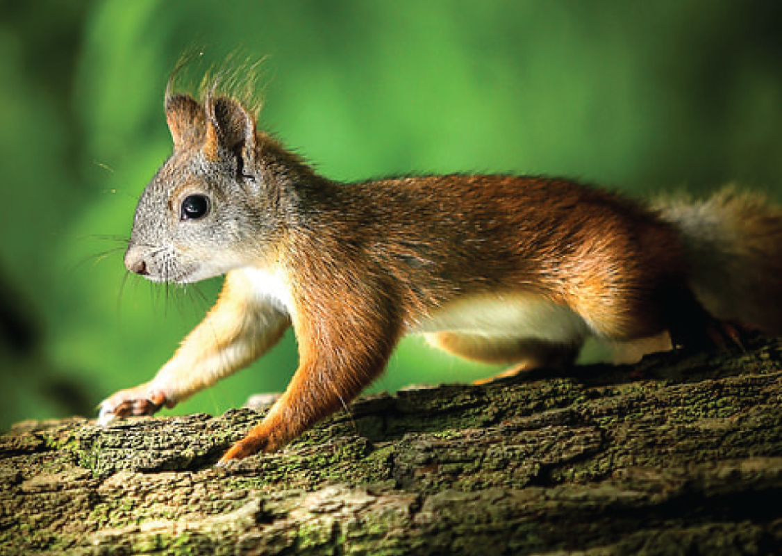 Photo depicts a squirrel on the tree.