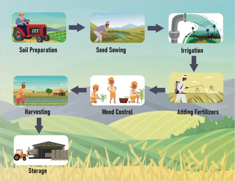 A flowchart illustrates seven stages of farming. Soil preparation with a tractor in a field. Seed sowing with manual seed planting. Irrigation with water hose dispensing water to crops. Adding fertilizers by crop spraying. Weed control by manual weed removal. Harvesting by a farmer and tractor. Storage of stored produce in a barn. Arrows guide the sequence. 