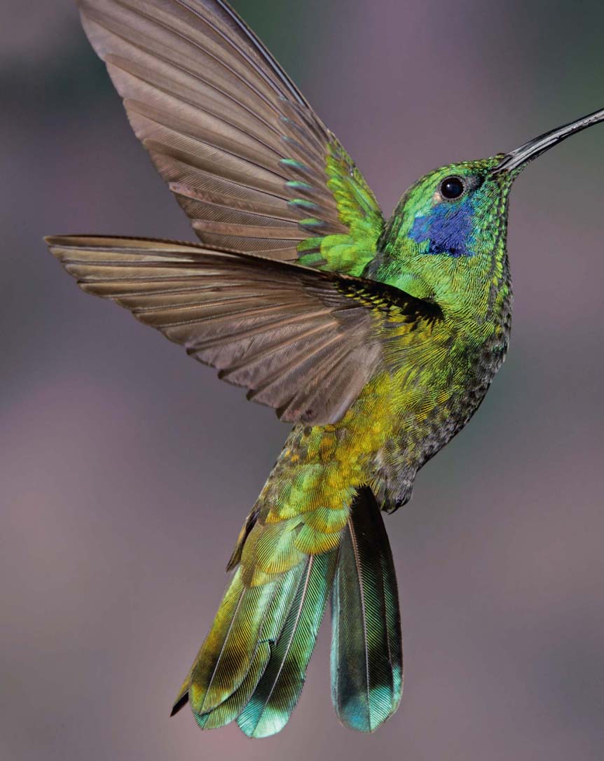 hummingbird high's kitchen refresh reveal » Hummingbird High
