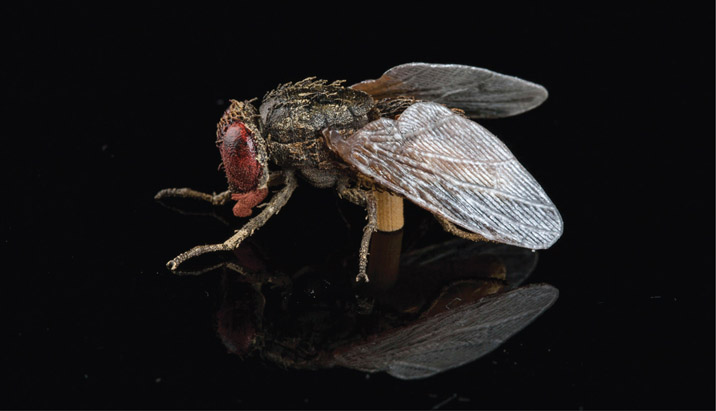 Figure 11.1 A finished fly in close up, 3D printed and painted in actual fly size as part of the Te Papa: The Scale of our War exhibition.