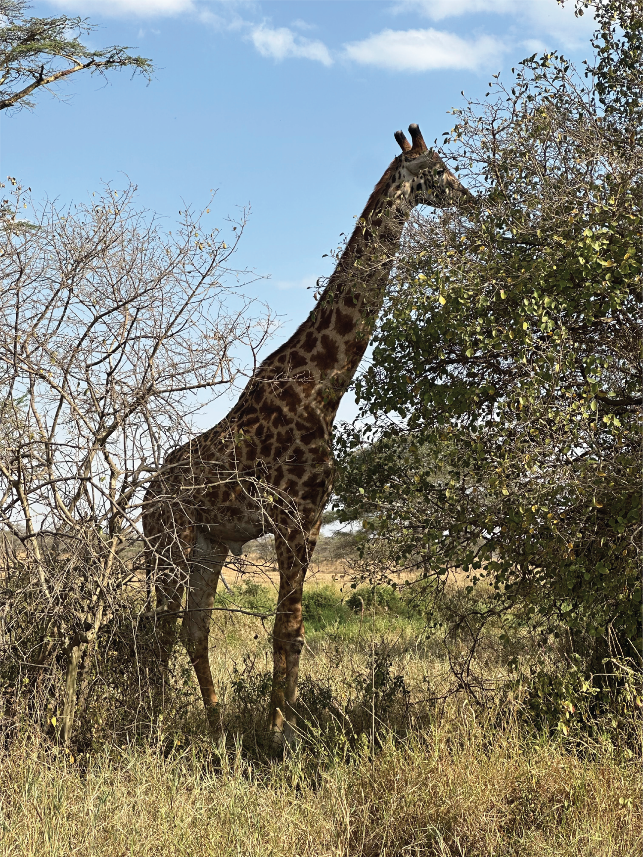 A photograph of a giraffe.