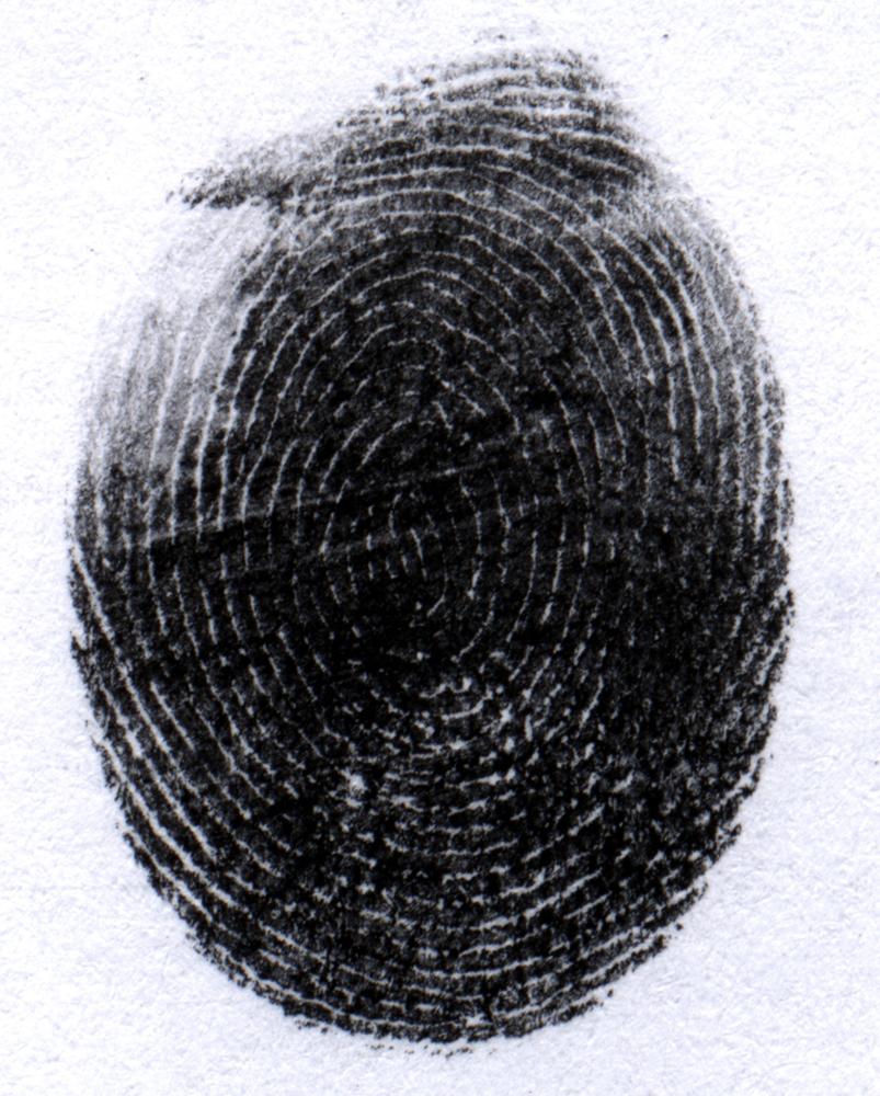 A typical full fingerprint taken under controlled conditions