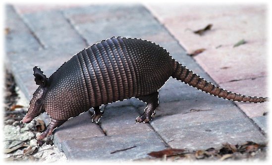 To let you know an area is selected, Photoshop surrounds it with tiny, moving dashes that look like marching ants. Here you can see the ants running around the armadillo.(FYI, the nine-banded armadillo is the state animal of Texas. Didn’t think you’d learn that from this book, did ya?)