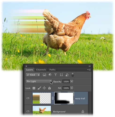 Good luck catching this hen! To achieve this look, start by using the Single Column Marquee to select a column of pixels. Then “jump” the selection onto its own layer by pressing ⌘-J (Ctrl+J on a PC). Next, summon the Free Transform tool by pressing ⌘-T (Ctrl+T), and drag one of the square, white center handles leftward. Last but not least, add a gradient mask (page 278) and then experiment with blend modes until you find one that makes the stretched pixels blend into the image (for more on blend modes, see Chapter 7, page 280).Unfortunately you can’t activate the Single Row and Single Column Marquee tools with a keyboard shortcut; you’ve got to click their icons in the Tools panel instead.