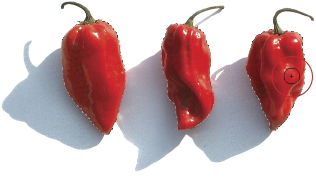 If the color of the objects you want to select differs greatly from the color of their background, like these chili peppers, use the Quick Selection tool. With this tool active, you can either click the area you want to select or drag your cursor (circled) across the area as if you were painting. As soon as you start painting with this tool, you see a tiny + sign inside the cursor (as shown here) and Photoshop puts the tool in “Add to selection” mode, which lets you add to an existing selection or make multiple selections.