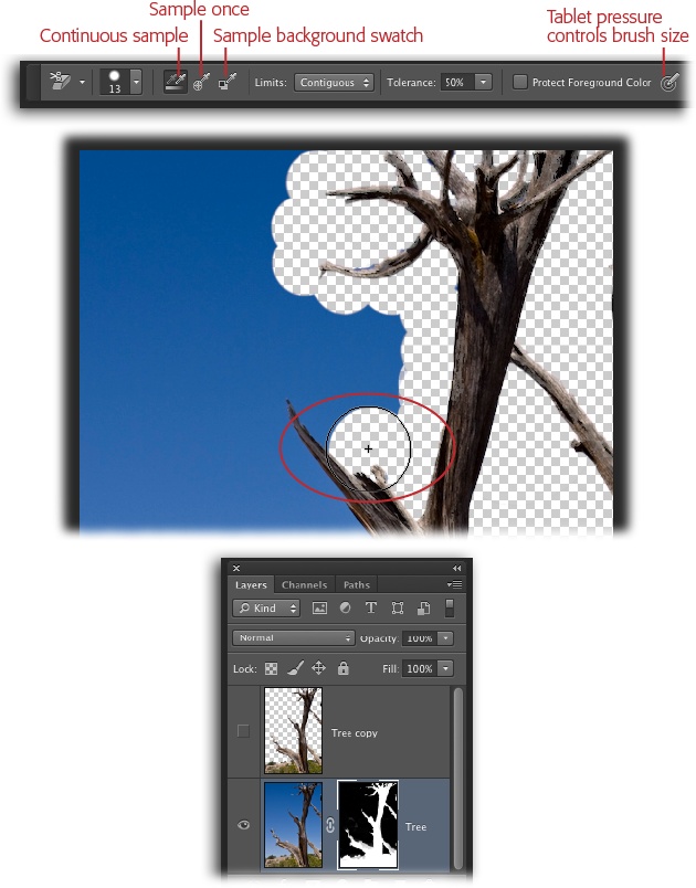 Even though the Background Eraser is destructive (it erases pixels), you can use it in a nondestructive way by remembering to duplicate the soon-to-be-erased layer first. Then load the erased layer as a selection and use it as a layer mask on the original layer. As you can see here, Photoshop pays attention only to the color you touch with the crosshairs in the center of the cursor; even though the tree’s branches are within the brush area (circled), Photoshop deletes only the blue pixels.If you want to practice erasing this background, you can download DeadTree.jpg from this book’s Missing CD page at www.missingmanuals.com/cds.