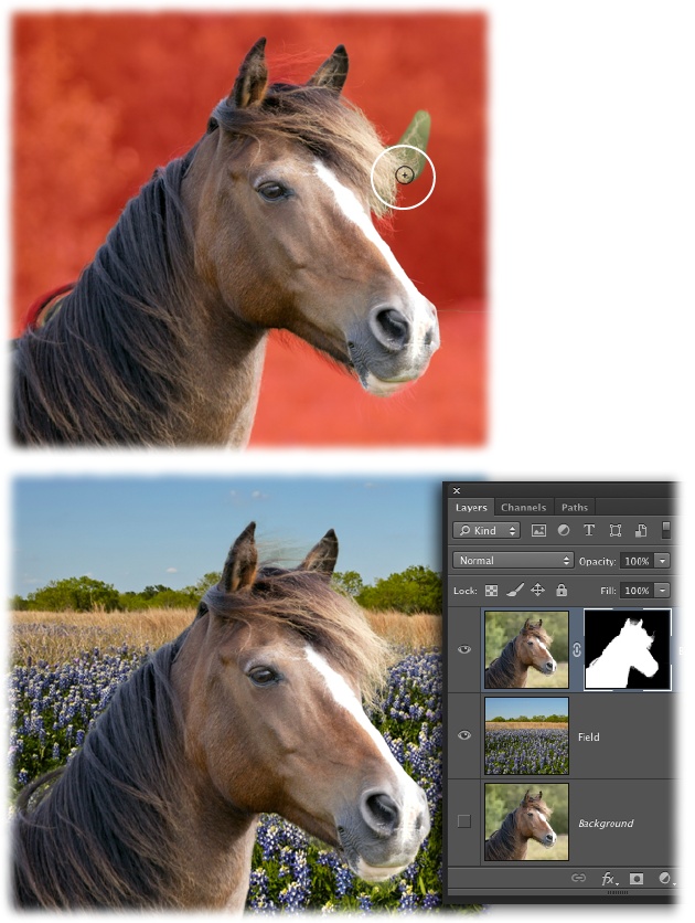 Top: After creating a rough selection with the Quick Selection tool, you can use the Refine Edge dialog box’s Refine Radius tool to brush across areas you want to add to your selection.Bottom: Within minutes, you can settle this mare onto a new background, as shown here. What horse wouldn’t be happier hanging out on a field of bluebonnets?To try this yourself, trot on over to this book’s Missing CD page at www.missingmanuals.com/cds and download the file Horse.zip.