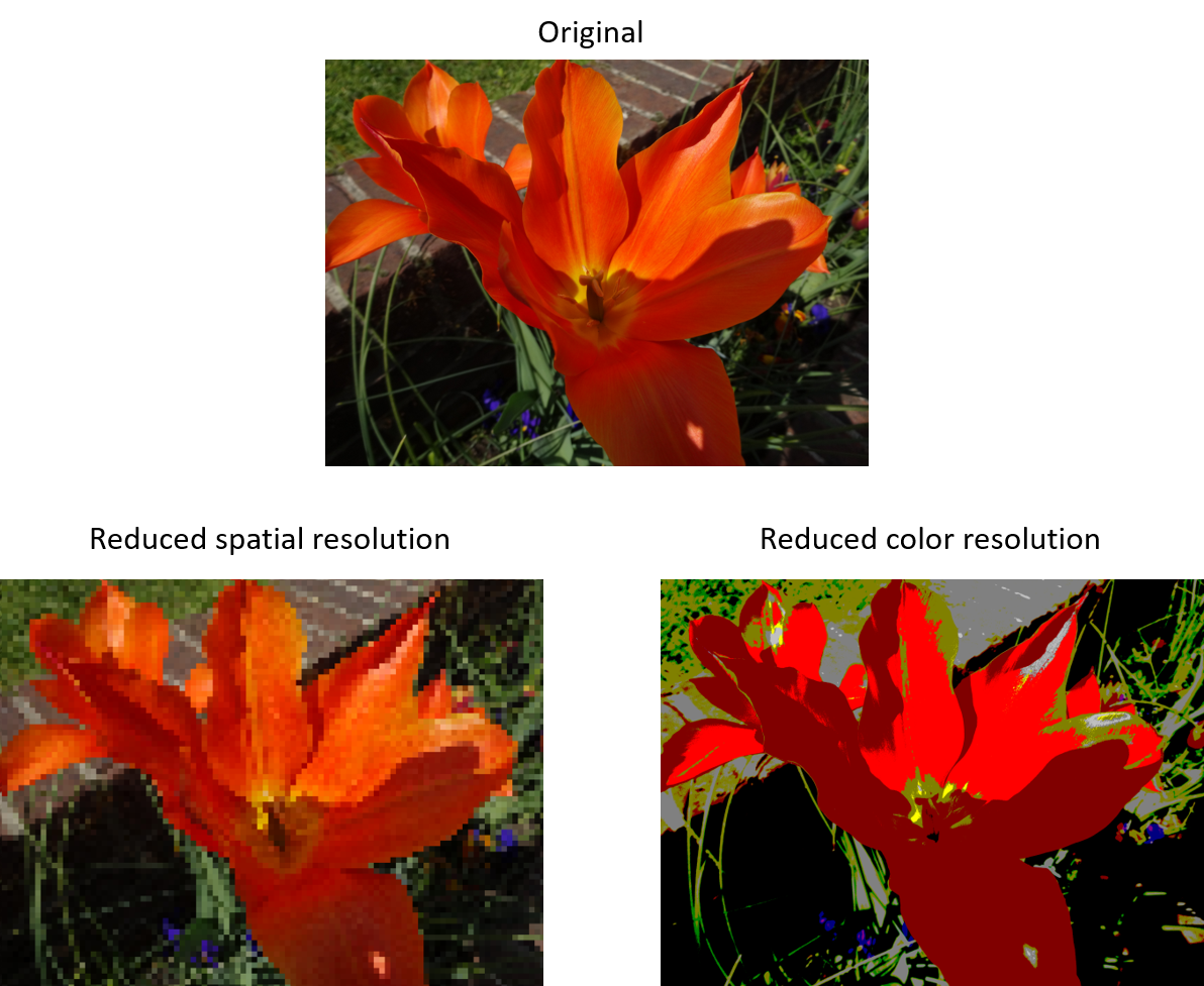 Three pictures of a flower - one with reduced spatial resolution and one with reduced color resolution.