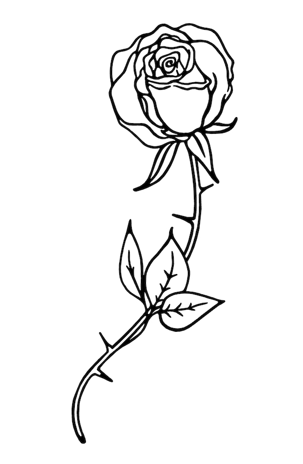 Image of a sketch of a rose