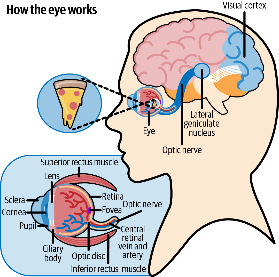 Demonstration of how the human brain perceives color