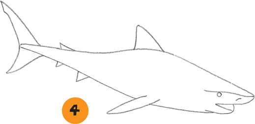 how to draw a tiger shark step by step