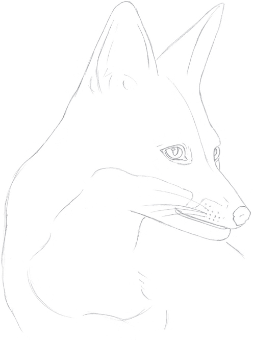 fox animal drawing
