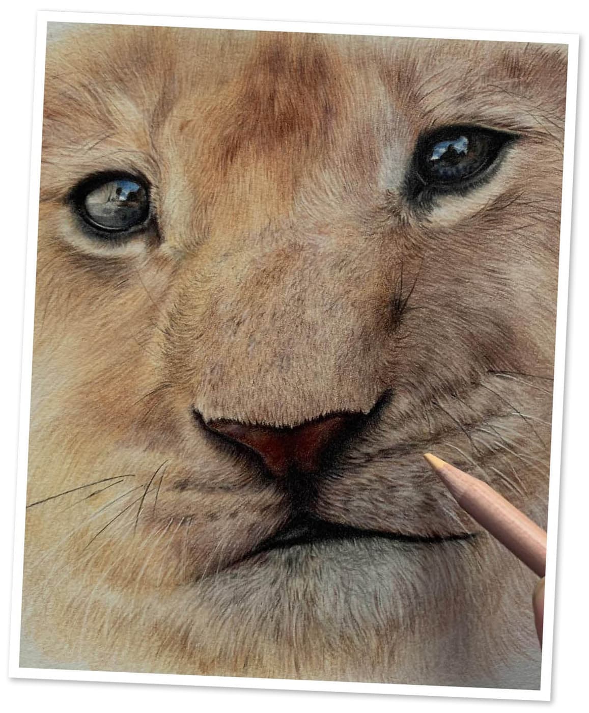 Domestic and Wild Animals Pencil Drawings | Pencil drawings of animals, Realistic  animal drawings, Colorful drawings