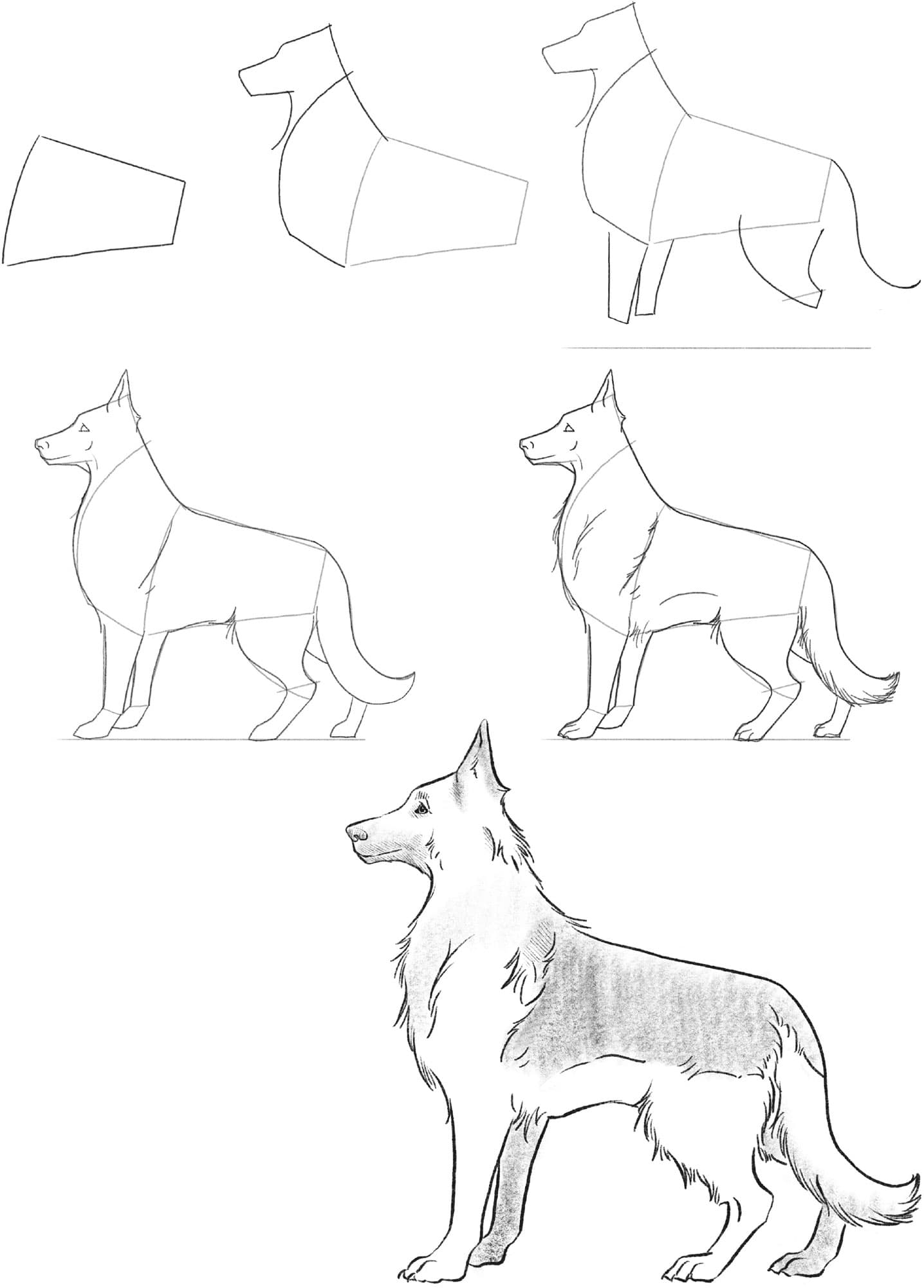 step by step drawing realistic animals