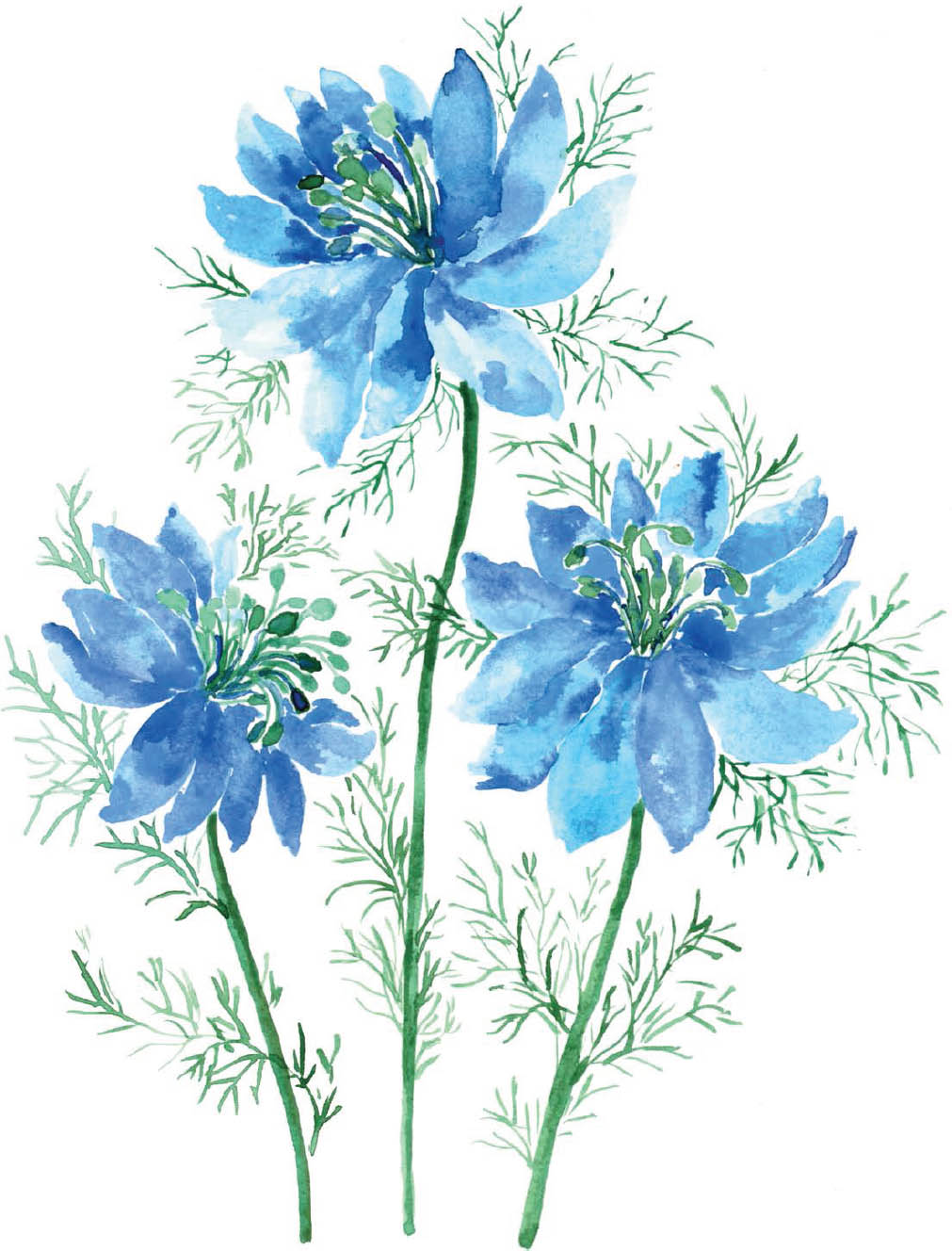 watercolor botanical