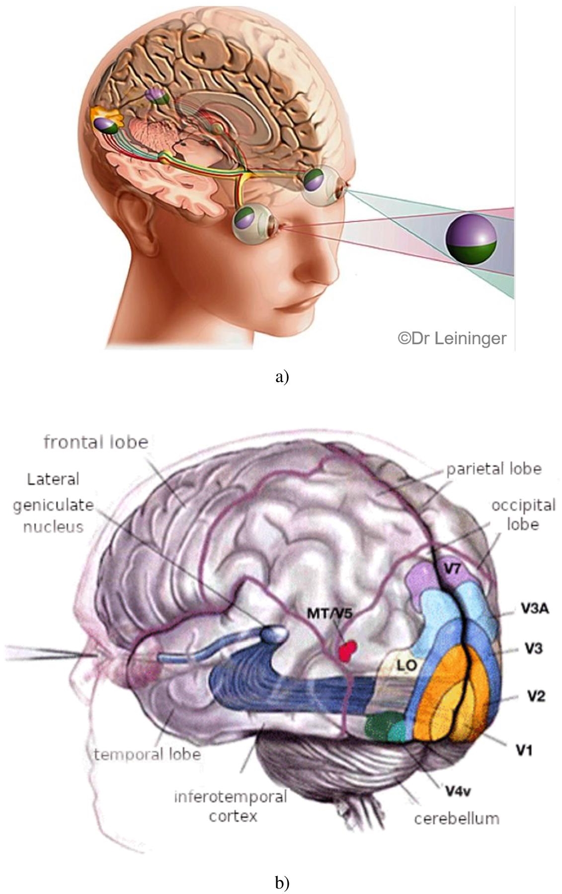 Schematic illustration of a) Diagram of the optic pathways that go from the eyes to the visual regions, passing through the optic chiasm, and then the lateral geniculate nucleus. (b) The visual areas. Certain regions have well-identified functions.